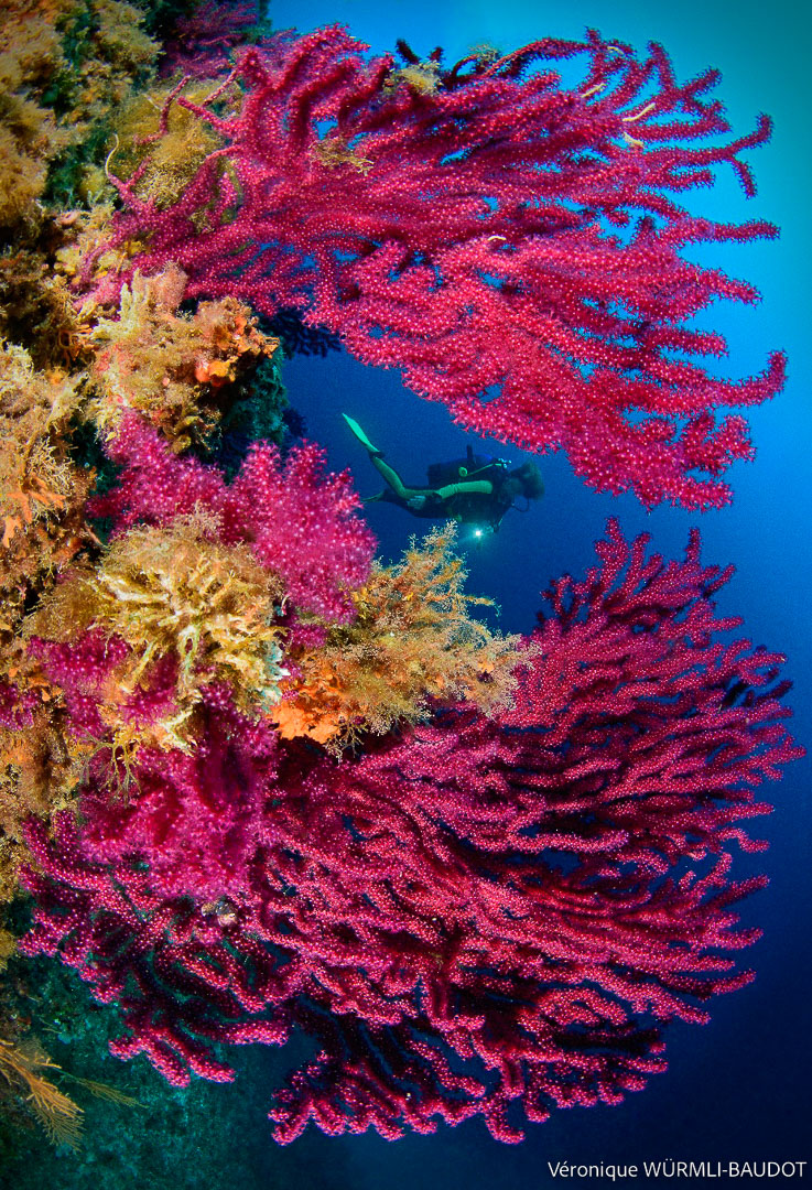 Red V